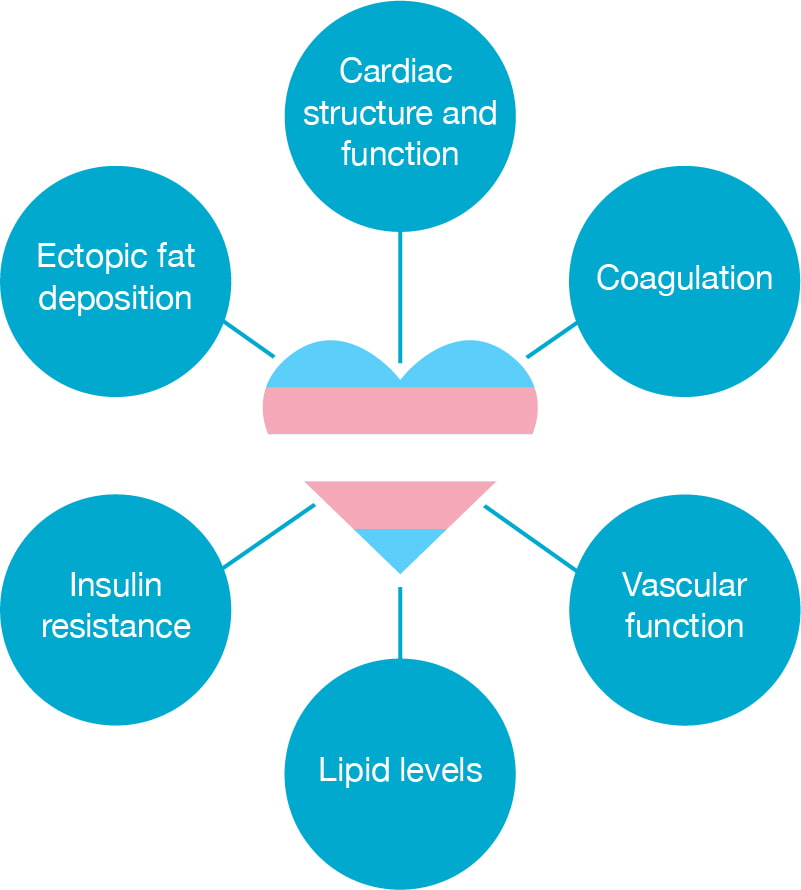 A heart striped like the trans flag, with circles radiating out of it reading cardiac structure and function, coagulation, vascular function, lipid levels, insulin resistance, and ectopic fat distribution.